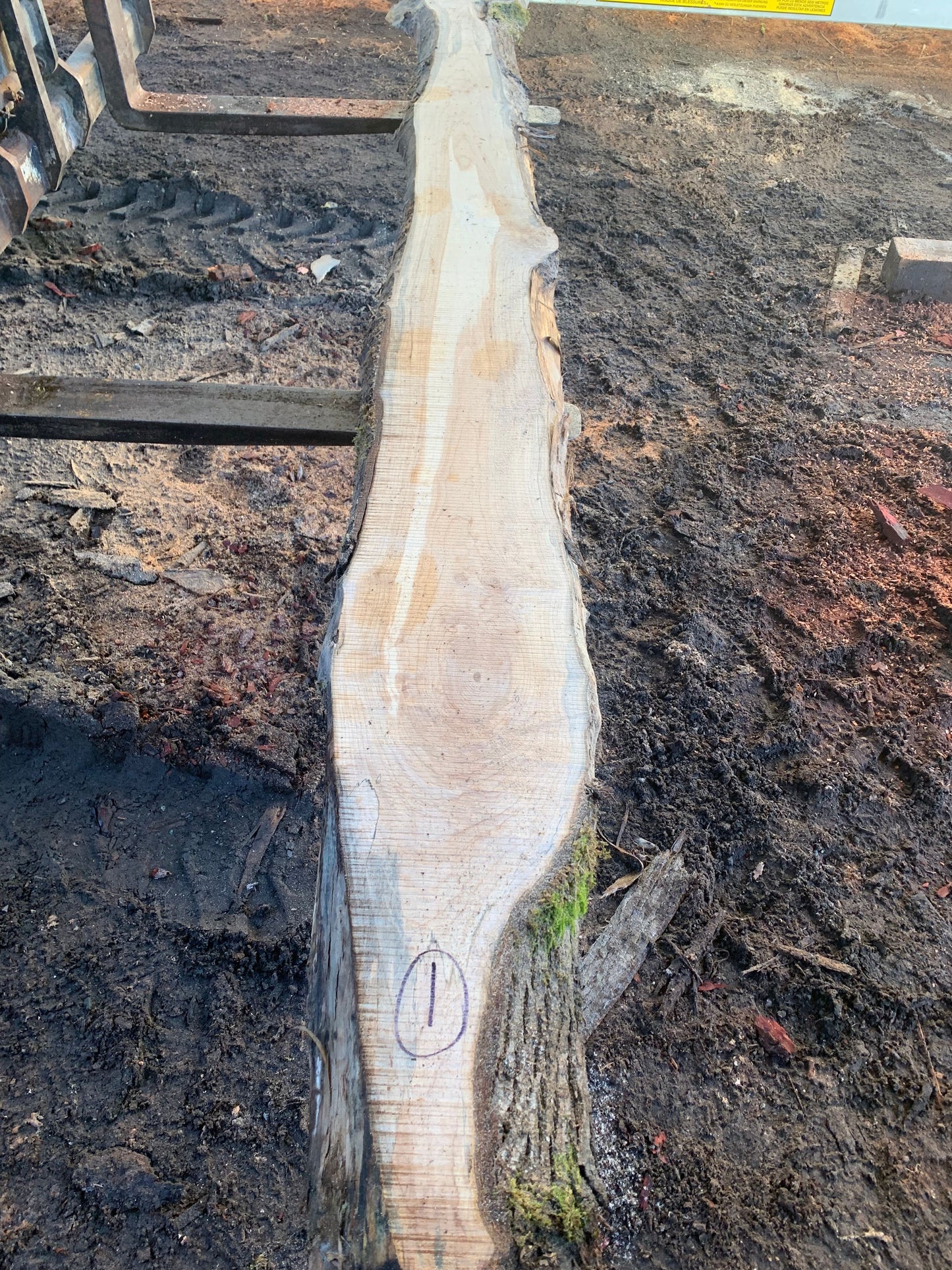 Maple Slabs
