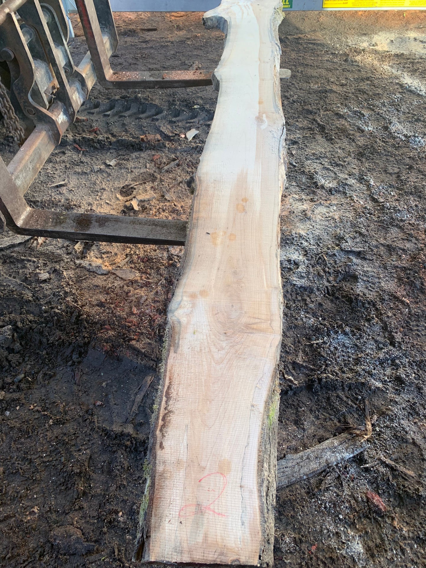Maple Slabs