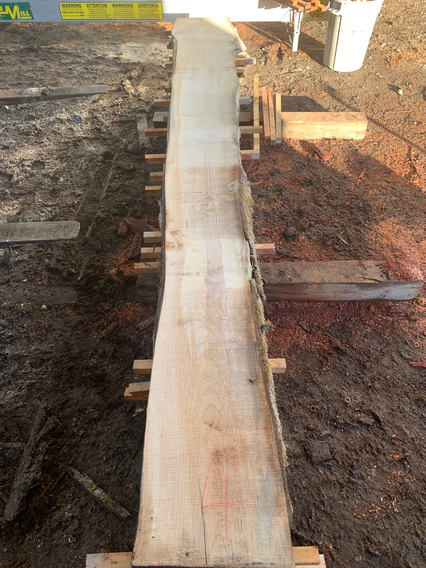 Maple Slabs