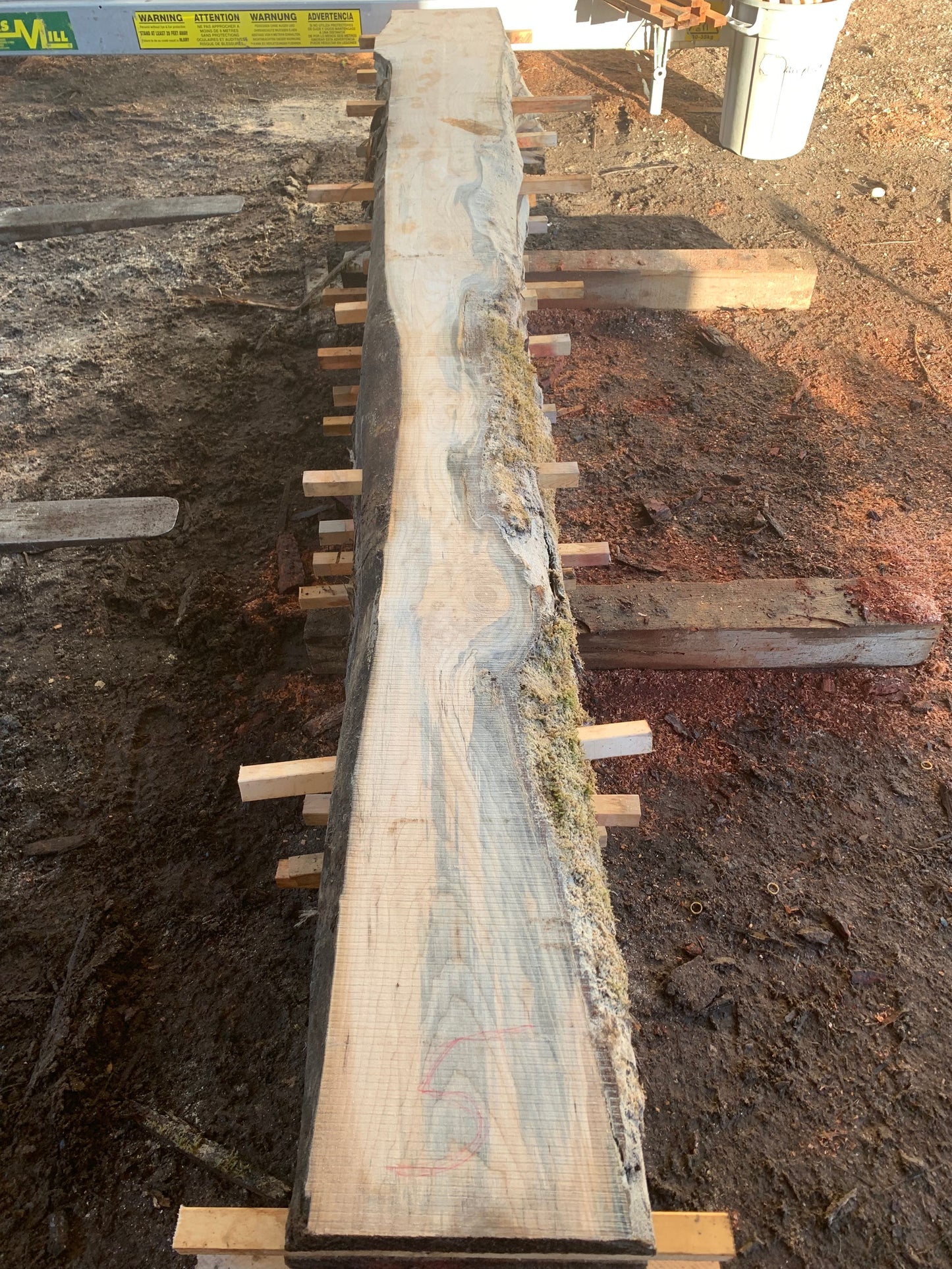 Maple Slabs