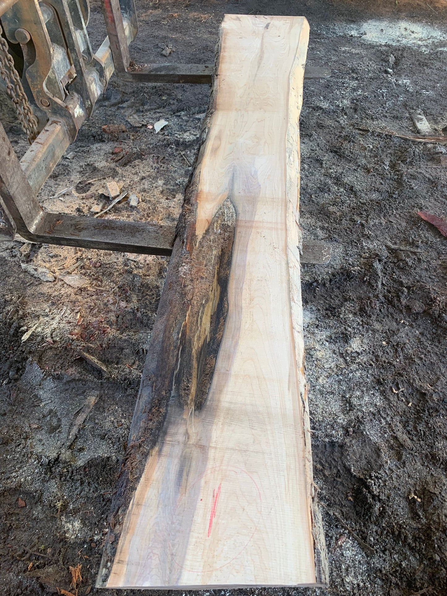 Maple Slabs
