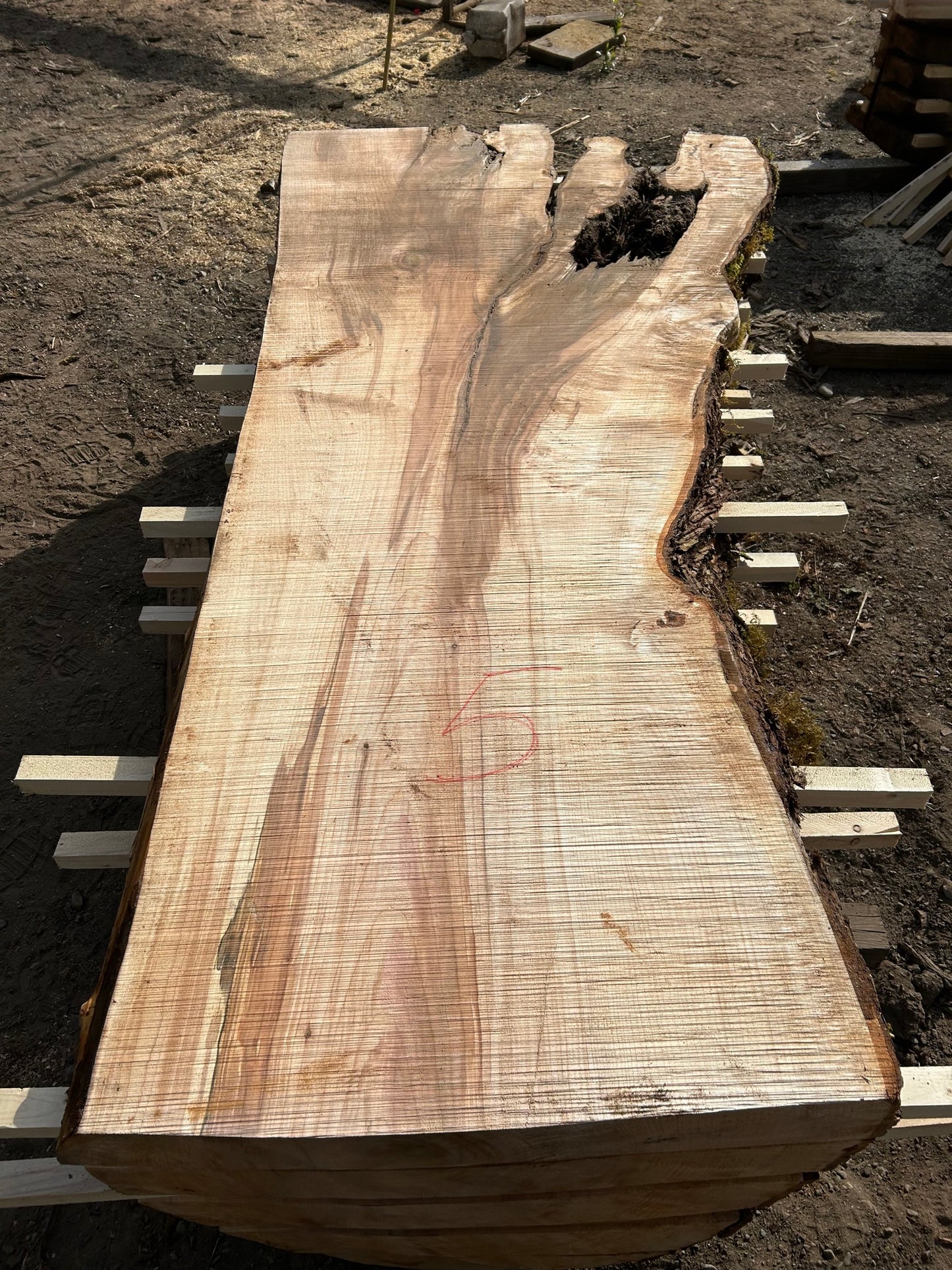 Chocolate Maple Slabs - 100" Flitch - slab 5, 100x36x3.5 inches