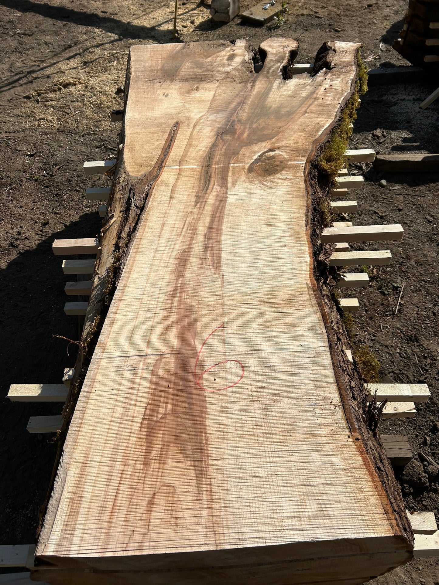 Chocolate Maple Slabs - 100" Flitch - slab 6, 100x28x3.5 inches