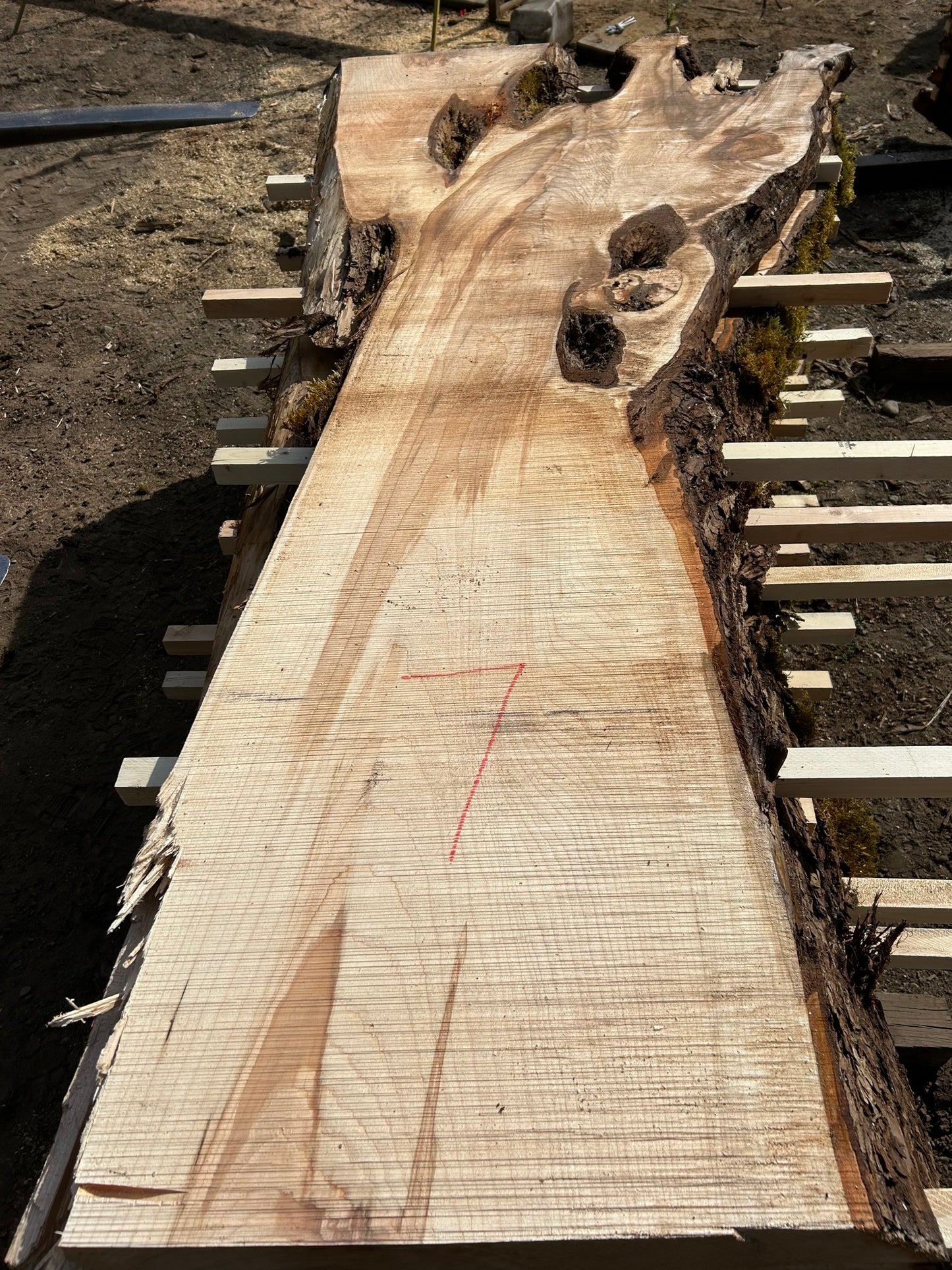 Chocolate Maple Slabs - 100" Flitch - slab 7, 100x22x3.5 inches