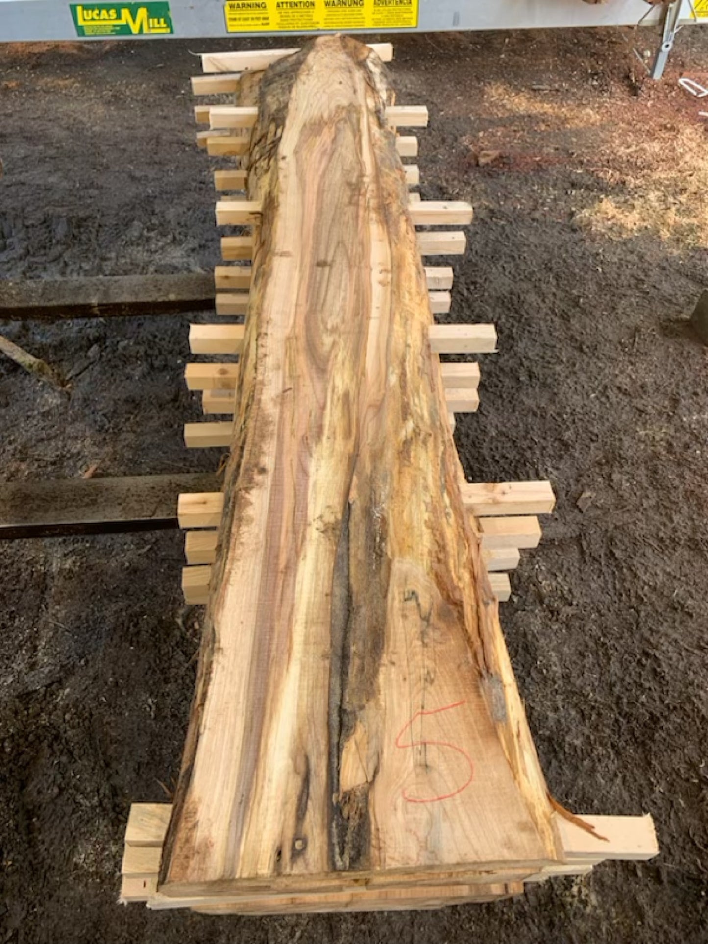 Maple Slabs - 92" Flitch - slab 5, 92x10x1.75 inches