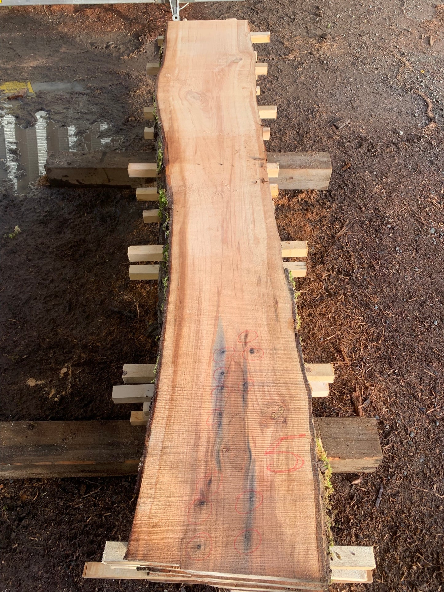 Maple Slabs - 100" Flitch - slab 5, 100x15x2.5 inches