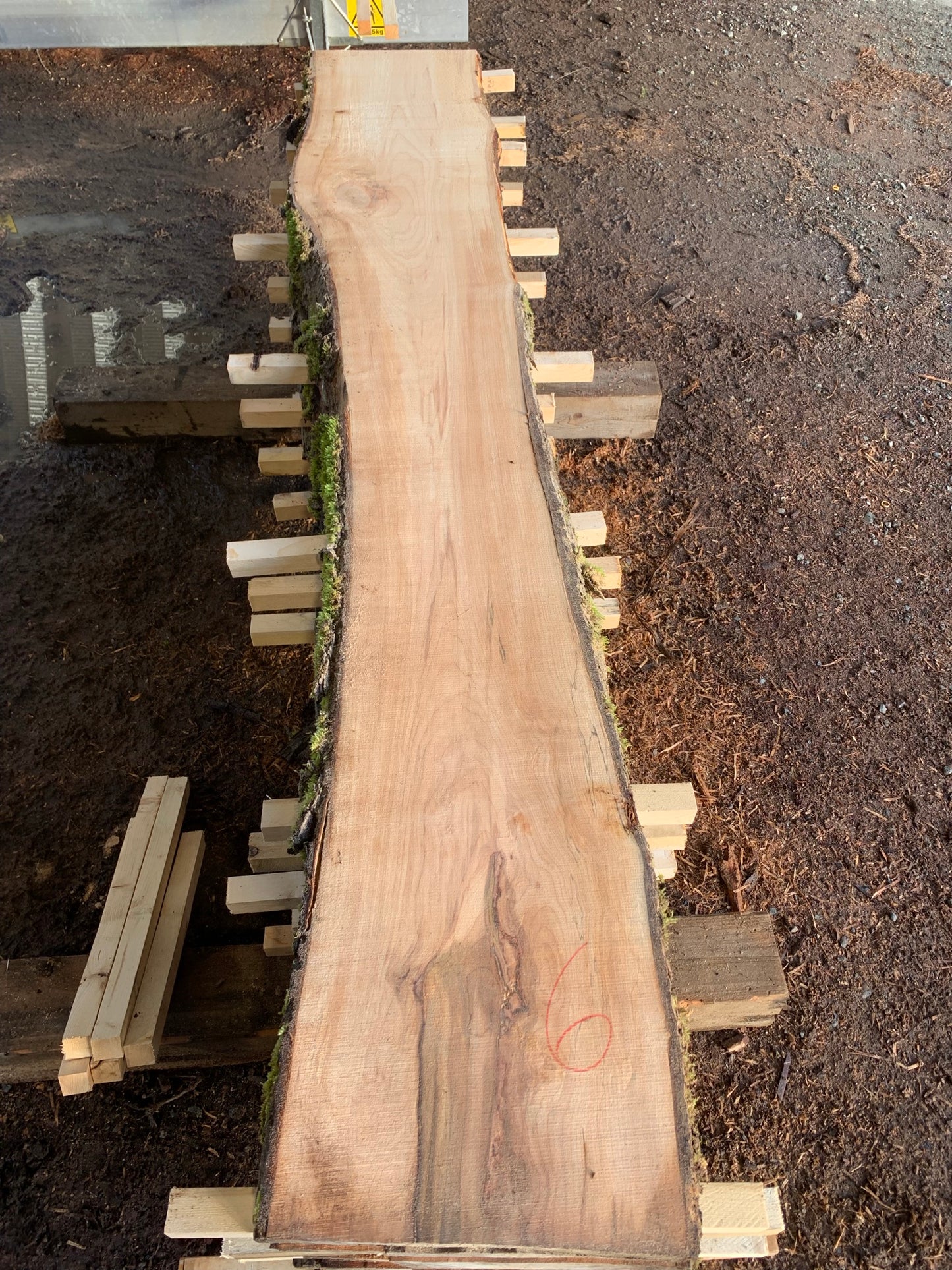 Maple Slabs - 100" Flitch - slab 6, 100x12x2.5 inches