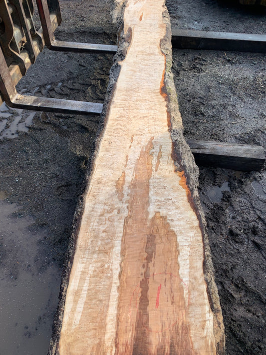 Big Chocolate Maple Slabs - slab 1, 164x25x3.5 inches