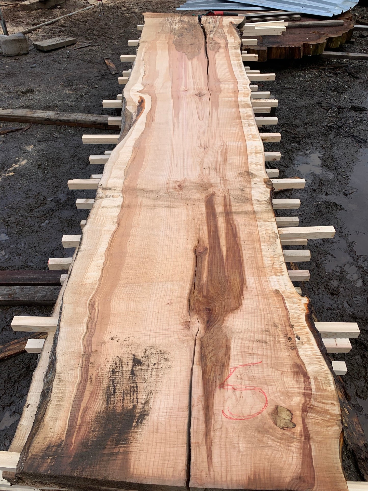 Big Chocolate Maple Slabs - slab 5, 164x34x3.5 inches