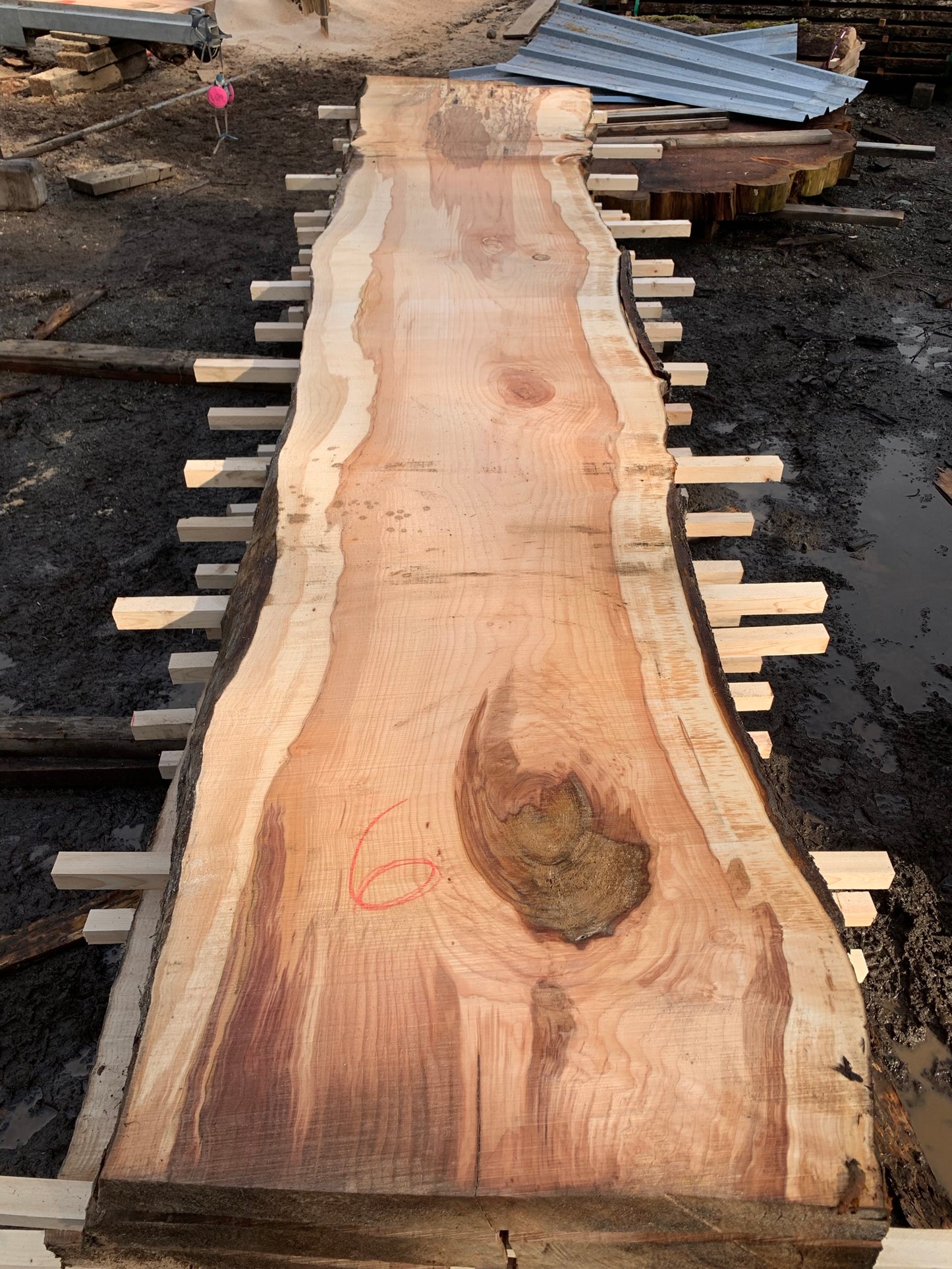 Big Chocolate Maple Slabs - slab 6, 164x27x3.5 inches