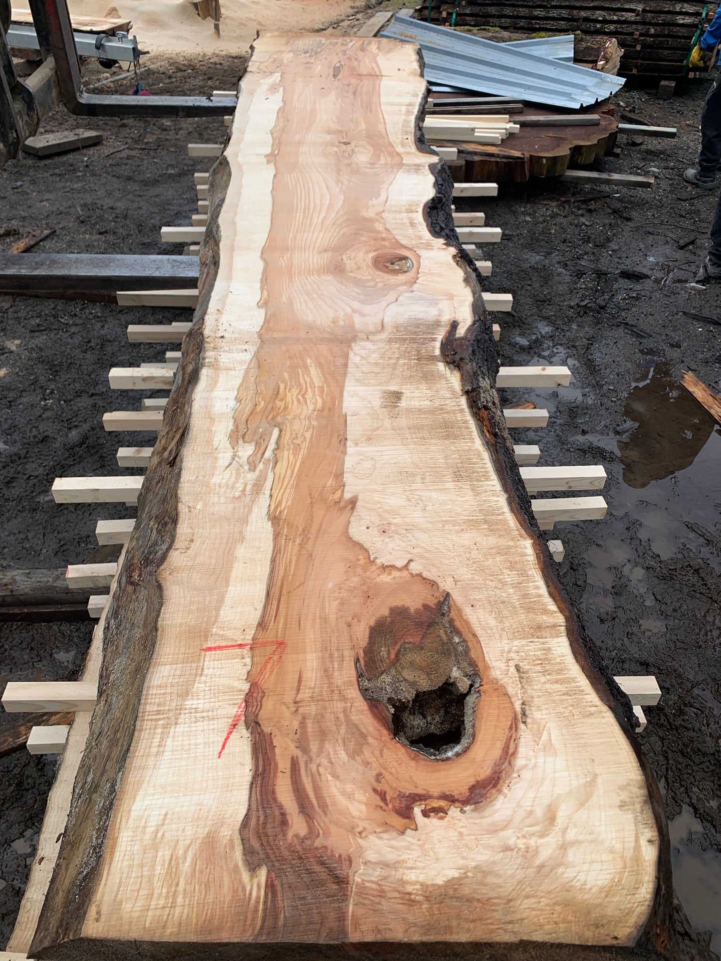 Big Chocolate Maple Slabs - slab 7, 164x22.5x3.5 inches